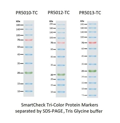 III 12-190KDa Prestained Protein Marker Ladder สำหรับเจลอิเล็กโทรโฟรีซิส