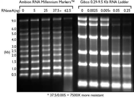 ช่วงต่ำ SsRNA Ladder และ RNA Marker, Formamide RNA Ladder 0.125-6.0Kb