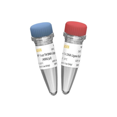 การสร้างห้องสมุด NGS Fast T4 DNA Ligase 400 U/UL สำหรับใช้ในการวิจัยเท่านั้น