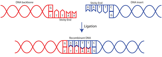 การวิจัยใช้ Quick T4 DNA Ligase 400 U/UL Biochemical Reagent